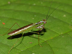 Hapalopeza tigrina