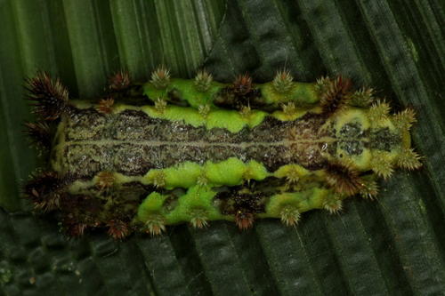 Neomocena convergens