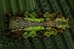 Neomocena convergens