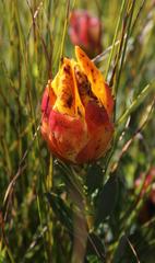 Liparia splendens comantha