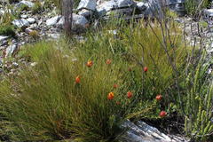 Liparia splendens comantha