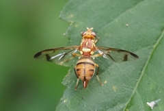 Zeugodacus cucurbitae