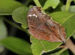 Junonia natalica natalica