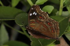 Junonia natalica natalica