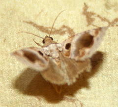 Protarache melaphora