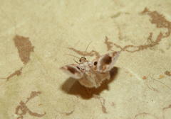 Protarache melaphora