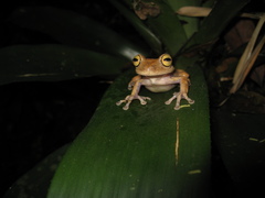 Bokermannohyla astartea