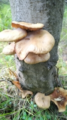Armillaria mellea