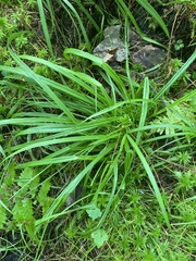 Carex collinsii