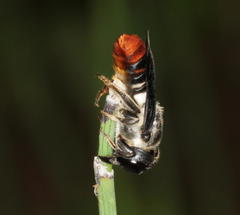Megachile chrysorrhoea