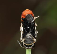 Megachile chrysorrhoea