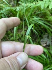 Carex collinsii