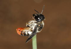 Megachile chrysorrhoea
