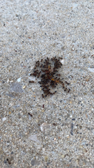 Crematogaster lineolata