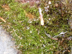 Distichium capillaceum