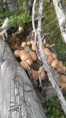 Apioperdon pyriforme