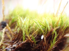 Distichium capillaceum