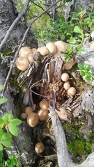 Apioperdon pyriforme