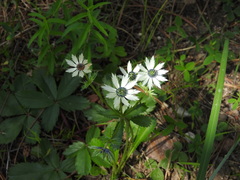 Eryngium carlinae