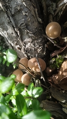 Apioperdon pyriforme