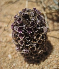 Pholisma arenarium