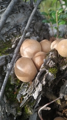 Apioperdon pyriforme