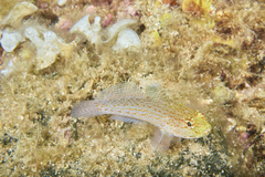 Gobius xanthocephalus