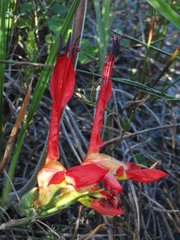 Babiana ringens australis