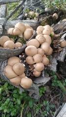 Apioperdon pyriforme