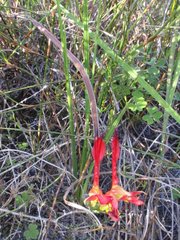 Babiana ringens australis