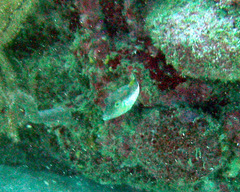 Canthigaster rostrata