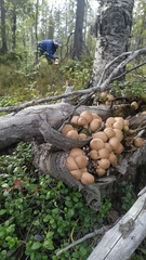 Apioperdon pyriforme