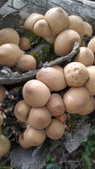 Apioperdon pyriforme