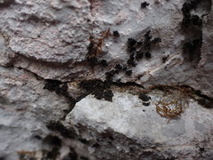 Lathagrium fuscovirens