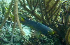 Bodianus rufus