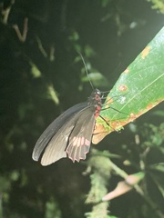 Parides erithalion
