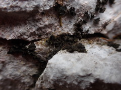 Lathagrium fuscovirens