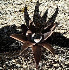 Dudleya abramsii calcicola