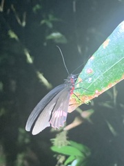 Parides erithalion