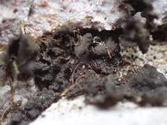 Lathagrium fuscovirens