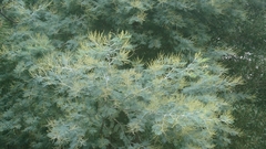 Acacia dealbata