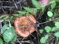 Lactarius olympianus