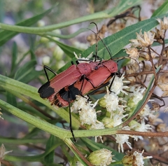 Chauliognathus lecontei