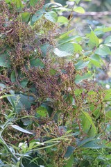 Cuscuta japonica