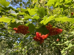 Viburnum opulus
