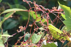 Cuscuta japonica