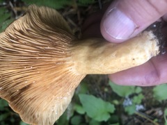 Lactarius olympianus