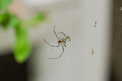 Trichonephila clavata