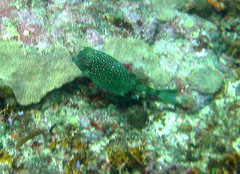 Acanthostracion polygonium