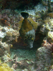 Cantherhines macrocerus